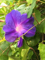 Ipomoea indica