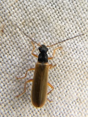 Rhagonycha lignosa