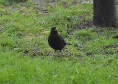 Turdus merula