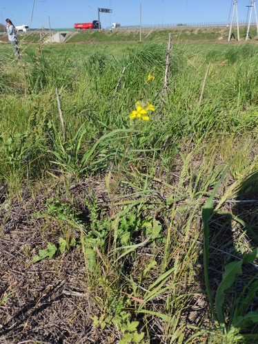 Image of Erysimum diffusum by no rights reserved