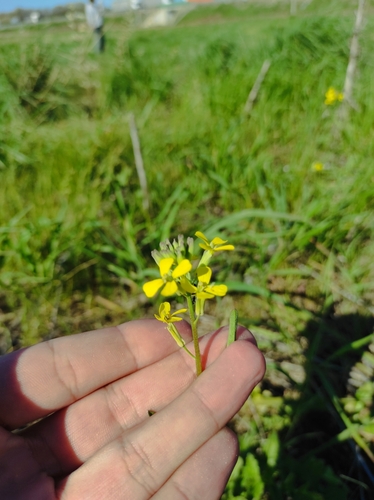Image of Erysimum diffusum by no rights reserved