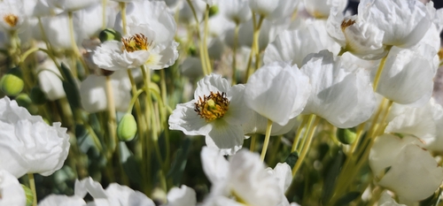 Arctomecon humilis Coville