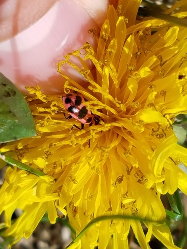 Spotted Pink Lady Beetle photographed in Indiana