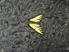 Papilio appalachiensis