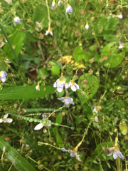 Houstonia caerulea