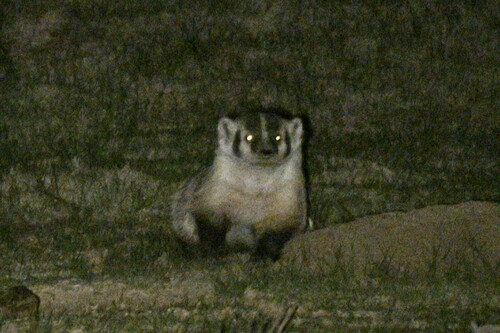 American Badger photographed in Colorado