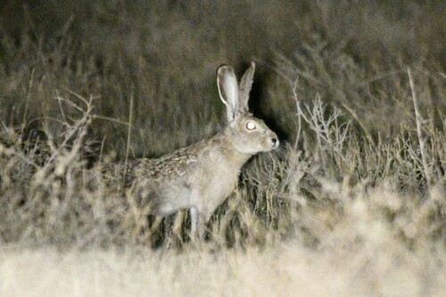 Black-tailed Jackrabbit photographed in Colorado