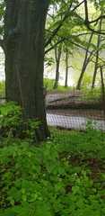 Sciurus carolinensis