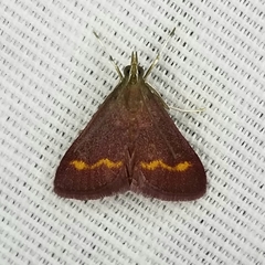 Pyrausta pseuderosnealis