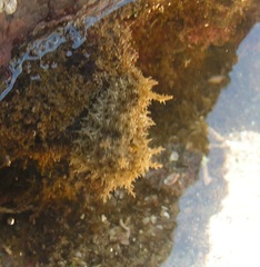 Stylocheilus rickettsi