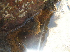 Stylocheilus rickettsi