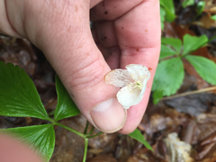 Anemonoides lancifolia