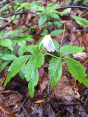 Anemonoides lancifolia