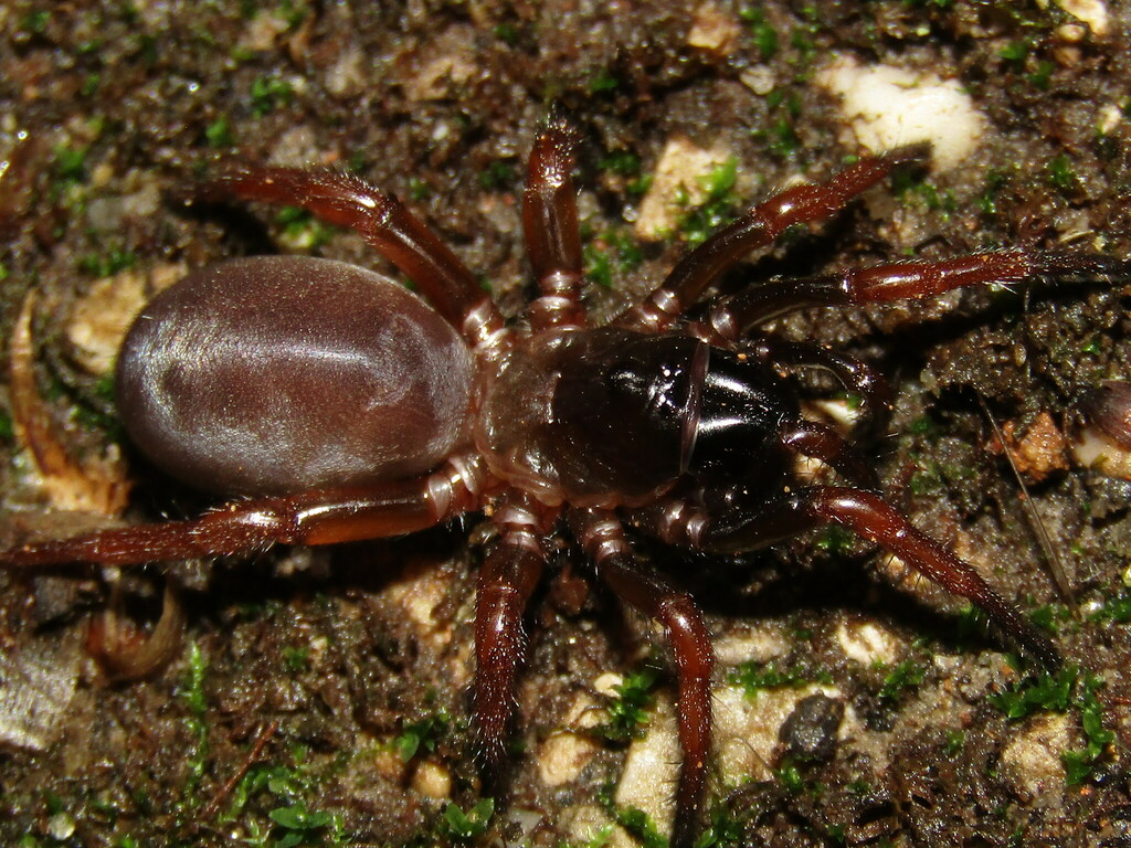 Myrmekiaphila neilyoungi