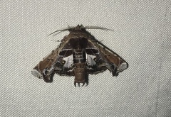 Eutelia pulcherrimus