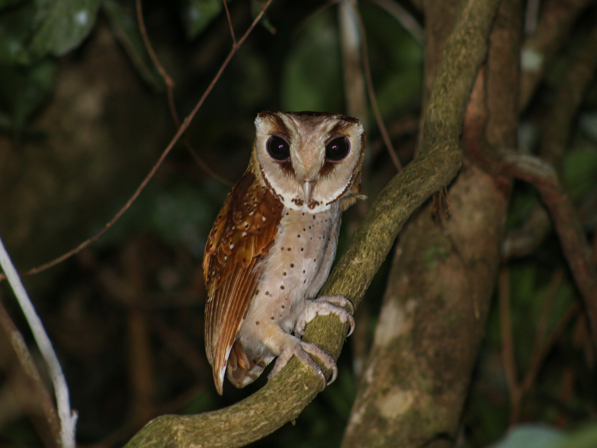 Oriental Bay Owl