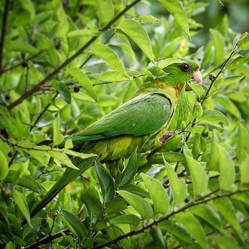 Green Parakeet