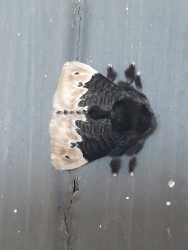 Podalia dimidiatus