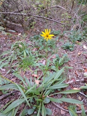 Helianthus longifolius