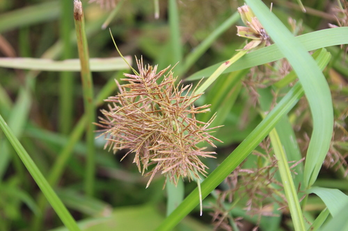 Image of Cyperus maculatus by no rights reserved