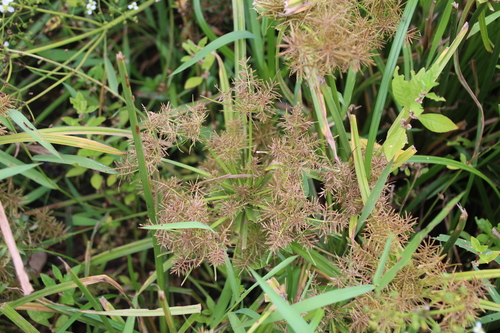 Image of Cyperus maculatus by no rights reserved
