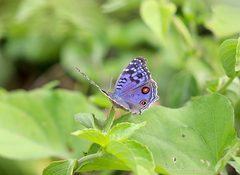 Junonia rhadama