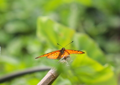 Acraea zitja