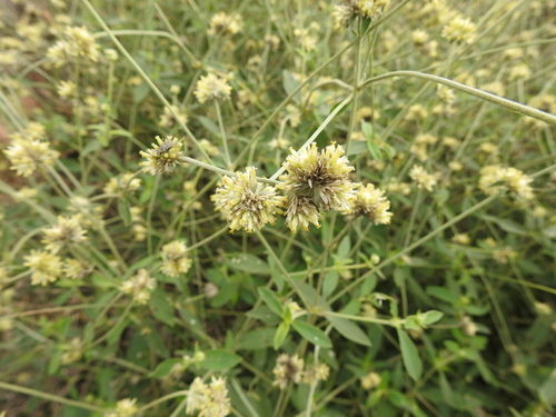 Image of Gomphrena perennis by (c) Eduardo Luis Beltrocco, some rights reserved (CC BY)