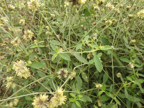 Image of Gomphrena perennis by (c) Eduardo Luis Beltrocco, some rights reserved (CC BY)