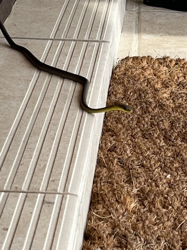 Common Tree Snake sighting