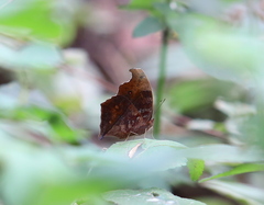 Junonia goudotii