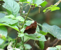 Junonia goudotii