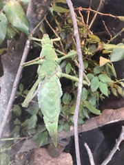 Heteropteryx dilatata