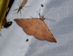 Hemeroplanis floccalis