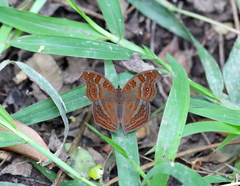 Junonia goudotii