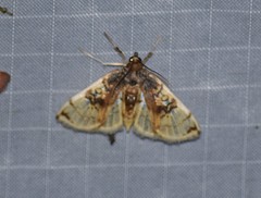 Compacta hirtalis