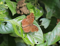 Junonia goudotii