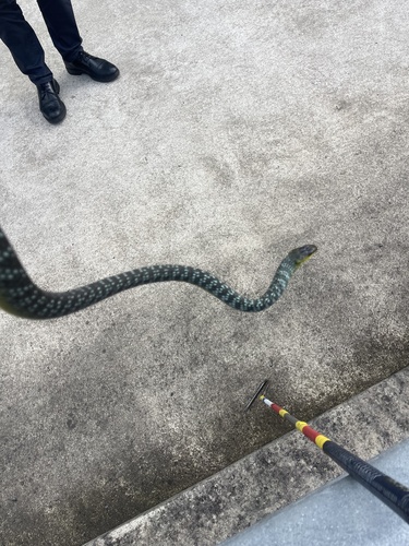 Common Tree Snake sighting