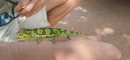 Flap-necked Chameleon