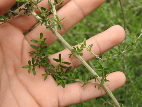 Image of Aloysia Decipiens (Aloysia decipiens) by (c) Eduardo Luis Beltrocco, some rights reserved (CC BY)