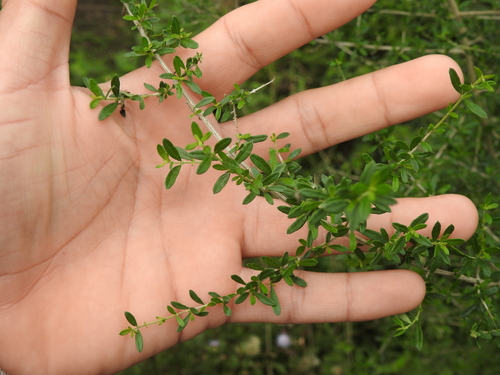 Image of Aloysia Decipiens (Aloysia decipiens) by (c) Eduardo Luis Beltrocco, some rights reserved (CC BY)