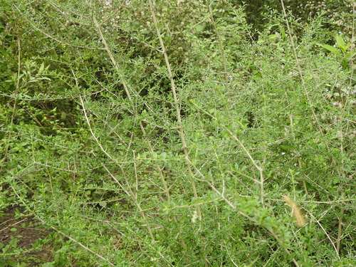 Image of Aloysia Decipiens (Aloysia decipiens) by (c) Eduardo Luis Beltrocco, some rights reserved (CC BY)