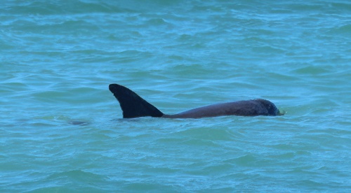 Pygmy Killer Whale (Feresa attenuata)