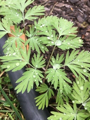 Dicentra cucullaria