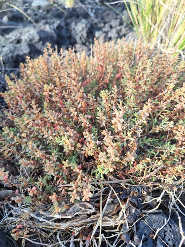 Image of Suaeda novae by (c) Oscar Dove, some rights reserved (CC BY)