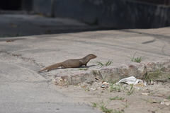 Urva auropunctata