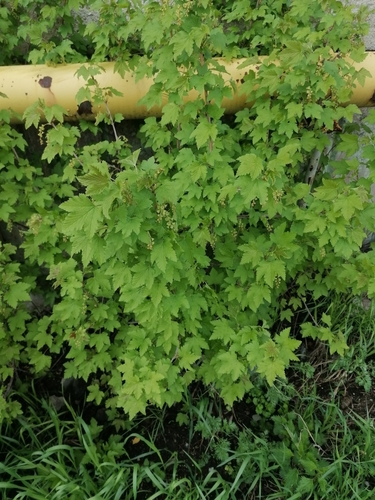 Currant (Ribes spicatum)