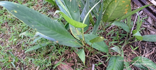 Foto de Araruta
