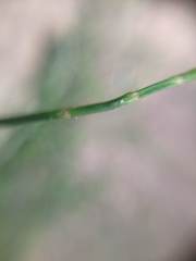 Equisetum bogotense