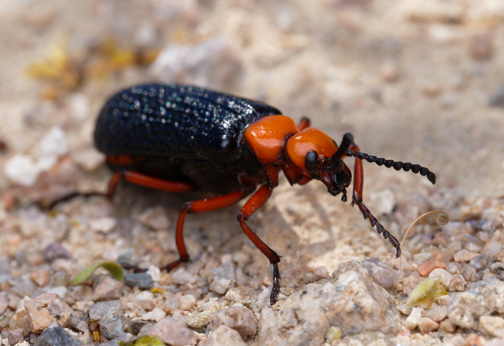 Master Blister Beetle in April 2024 by Tony Iwane · iNaturalist